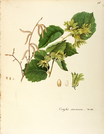 Illustration Corylus americana, Par Iconographia Taurinensis (1752-1868) Iconogr. Taurinensis, via plantillustrations 
