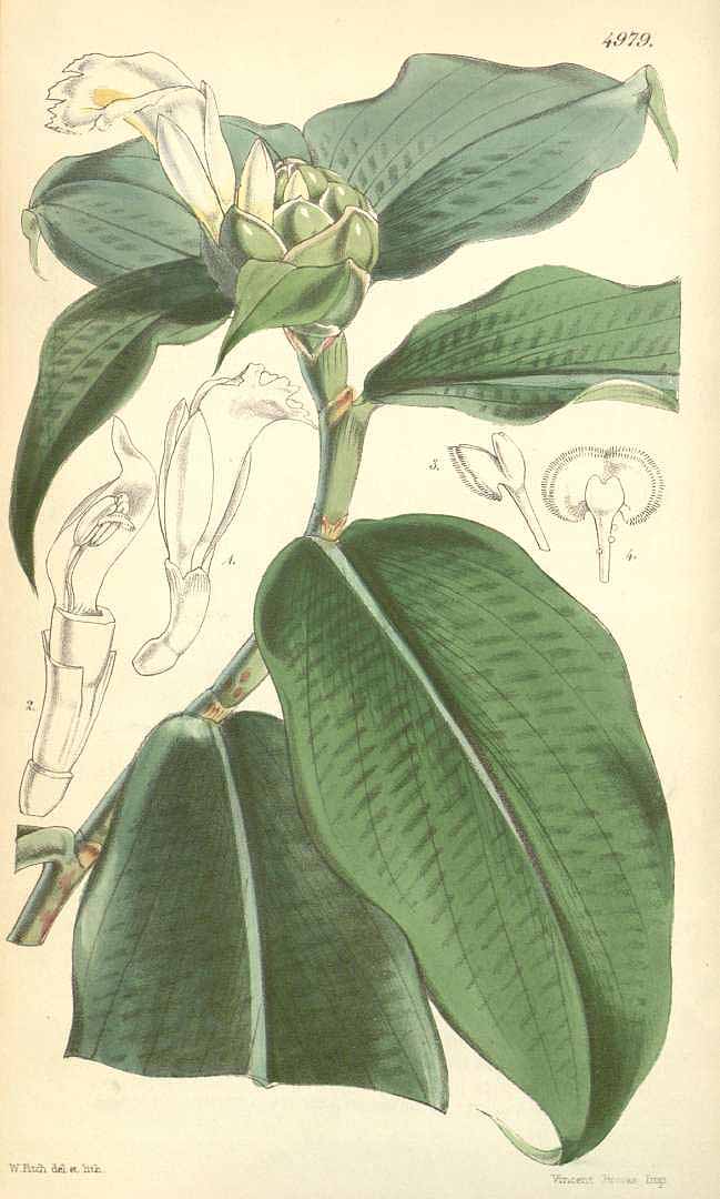 Illustration Costus afer, Par Curtis, W., Botanical Magazine (1800-1948) Bot. Mag. vol. 83 (1857), via plantillustrations 