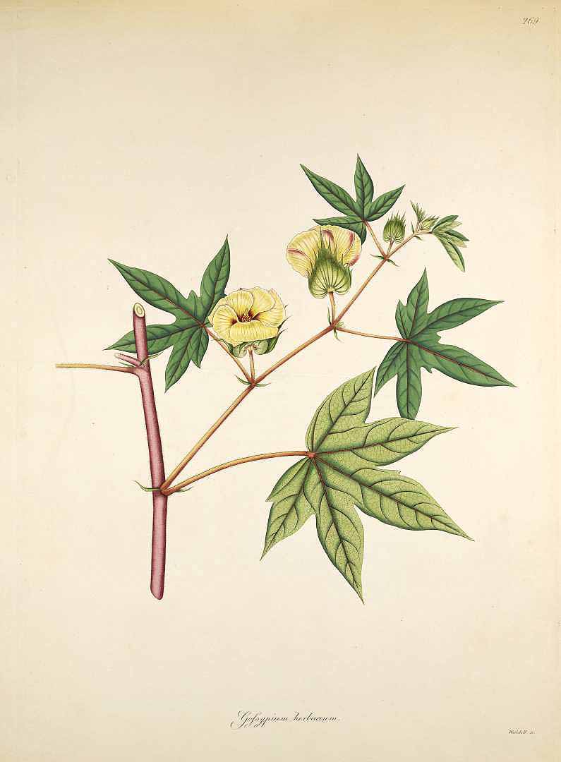 Illustration Gossypium herbaceum, Par Roxburgh W. (Plants of the coast of Coromandel, vol. 3: t. 269, 1819), via plantillustrations 