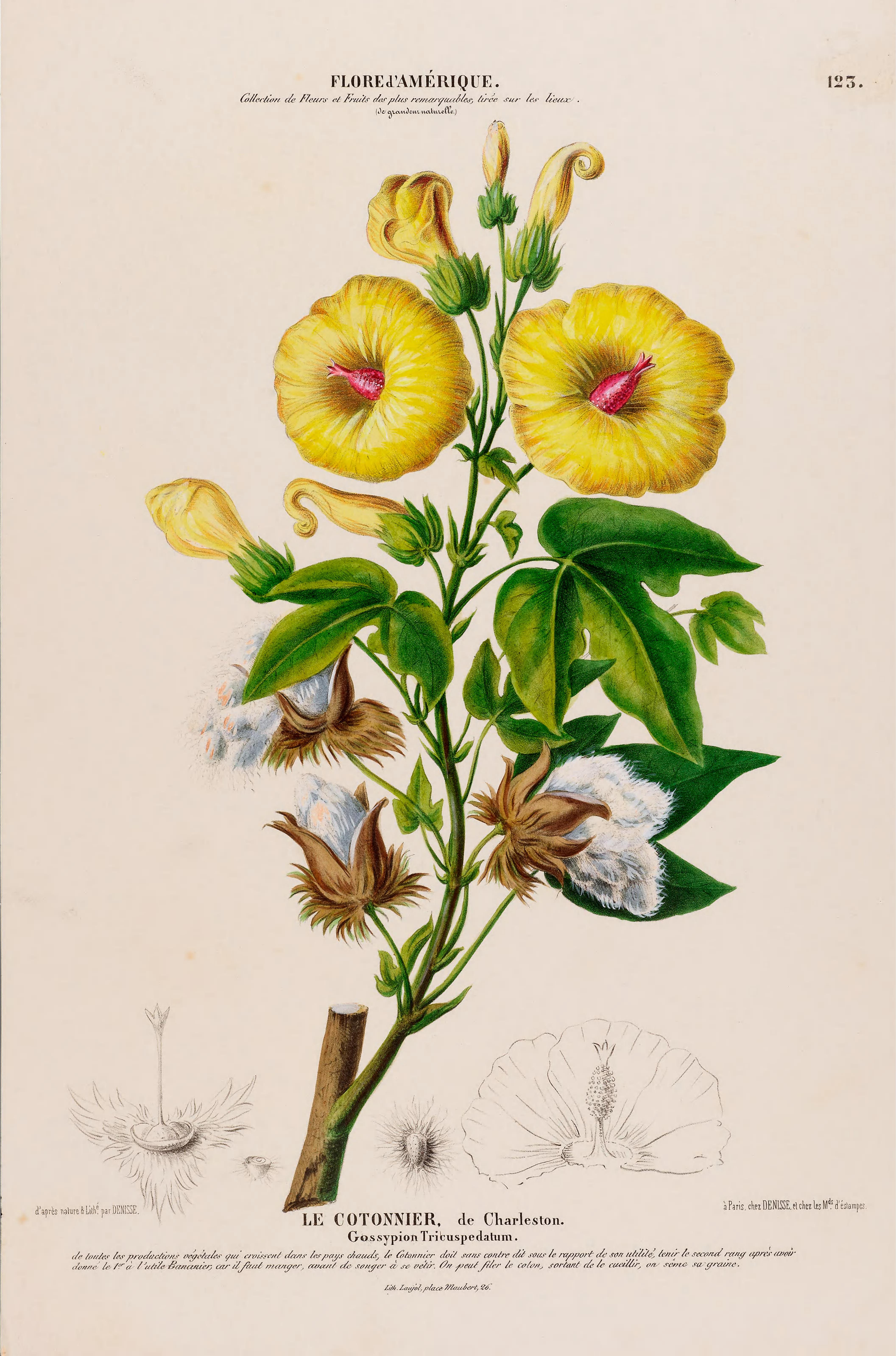 Illustration Gossypium herbaceum, Par Denisse, E., Flore d?Amérique (1843-1846) Fl. Amérique, via plantillustrations 