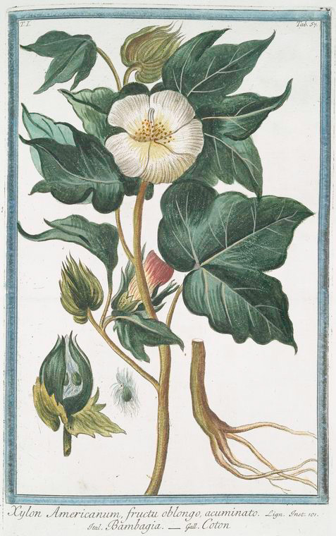 Illustration Gossypium hirsutum, Par Bonelli Giorgio (Hortus Romanus juxta Systema Tournefortianum, vol. 1: t. 57, 1783-1816), via plantillustrations 