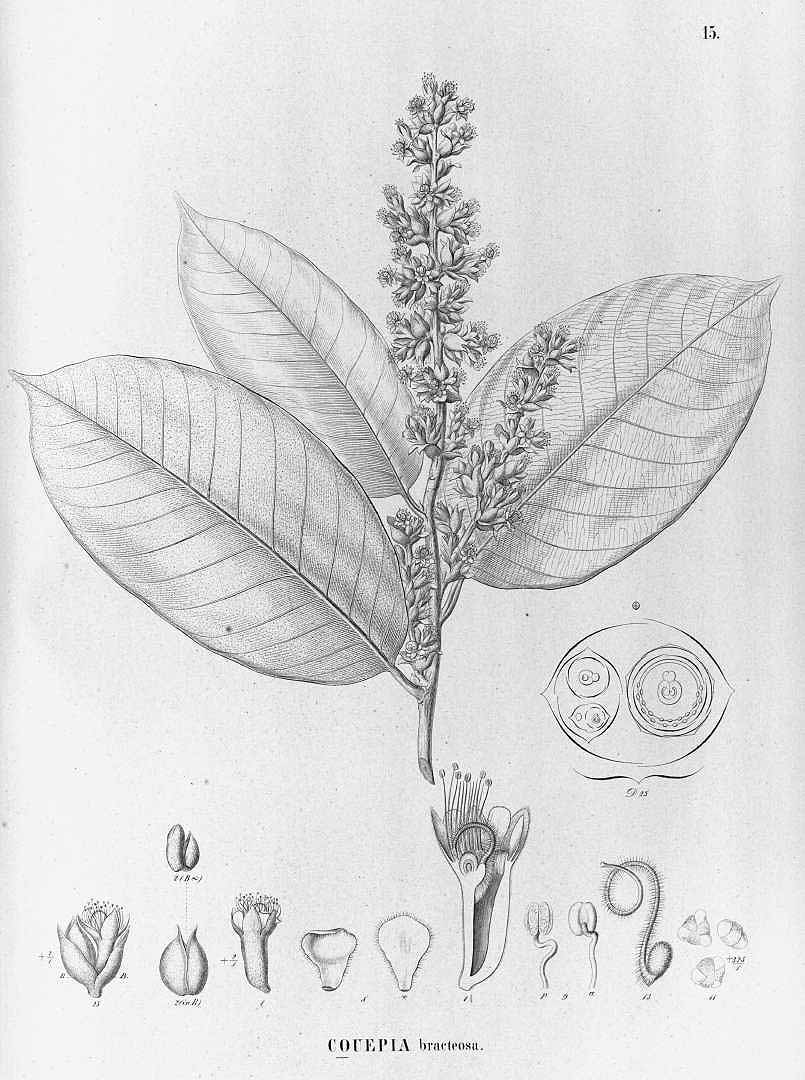Illustration Couepia bracteosa, Par Martius, C.F.P. von, Eichler, A.G., Urban, I., Flora Brasiliensis (1840-1906) Fl. Bras. vol. 14(2): (1867-1872), via plantillustrations 