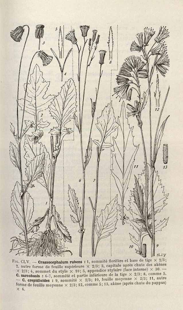 Illustration Crassocephalum crepidioides, Par Flore de Madagascar et des Comores (1936-2012) Fl. Madag. vol. 189(3): , via plantillustrations 