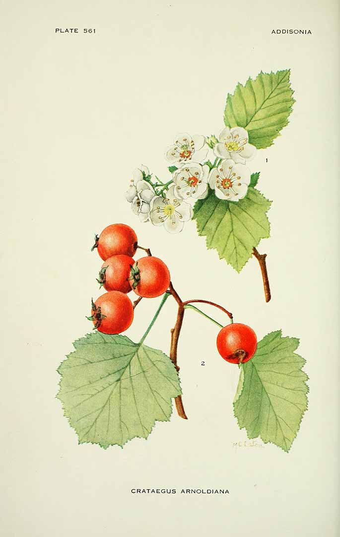 Illustration Crataegus arnoldiana, Par Addisonia (1916-1964) Addisonia vol. 17 (1932), via plantillustrations 