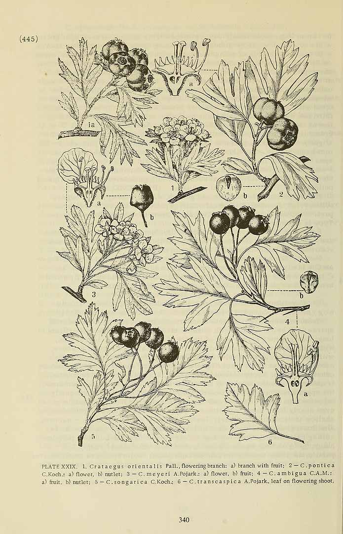 Illustration Crataegus meyeri, Par Komarov (Komorov), V.L., Flora of the U.S.S.R. (1934-1964) Fl. URSS vol. 9 , via plantillustrations 