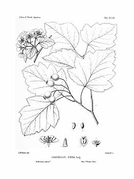 Illustration Crataegus mollis, Par Sargent C.S. (The Silva of North America, vol. 13: t. 661, 1898) [C.E. Faxon], via plantillustrations 