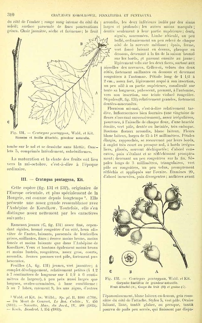 Illustration Crataegus pentagyna, Par Revue horticole, sér. 4 (1852-1974) Rev. Hort. (Paris), ser. 4 vol. 73 (1901), via plantillustrations 