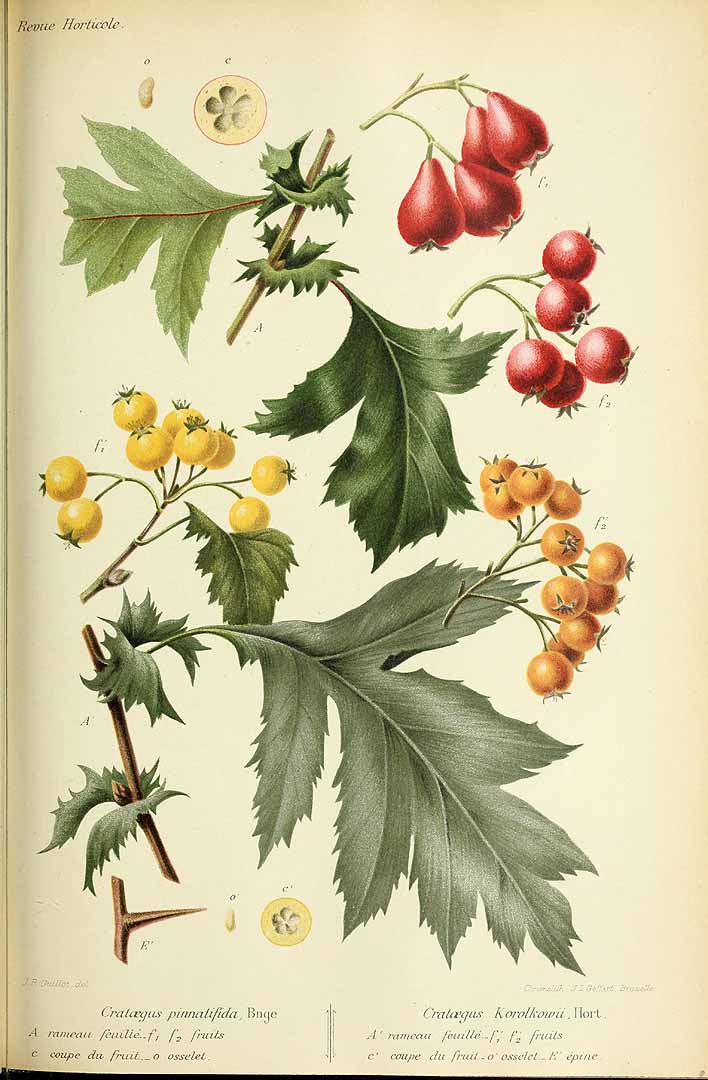 Illustration Crataegus pinnatifida, Par Revue horticole, sér. 4 (1852-1974) Rev. Hort. (Paris), ser. 4 vol. 73 (1901), via plantillustrations 
