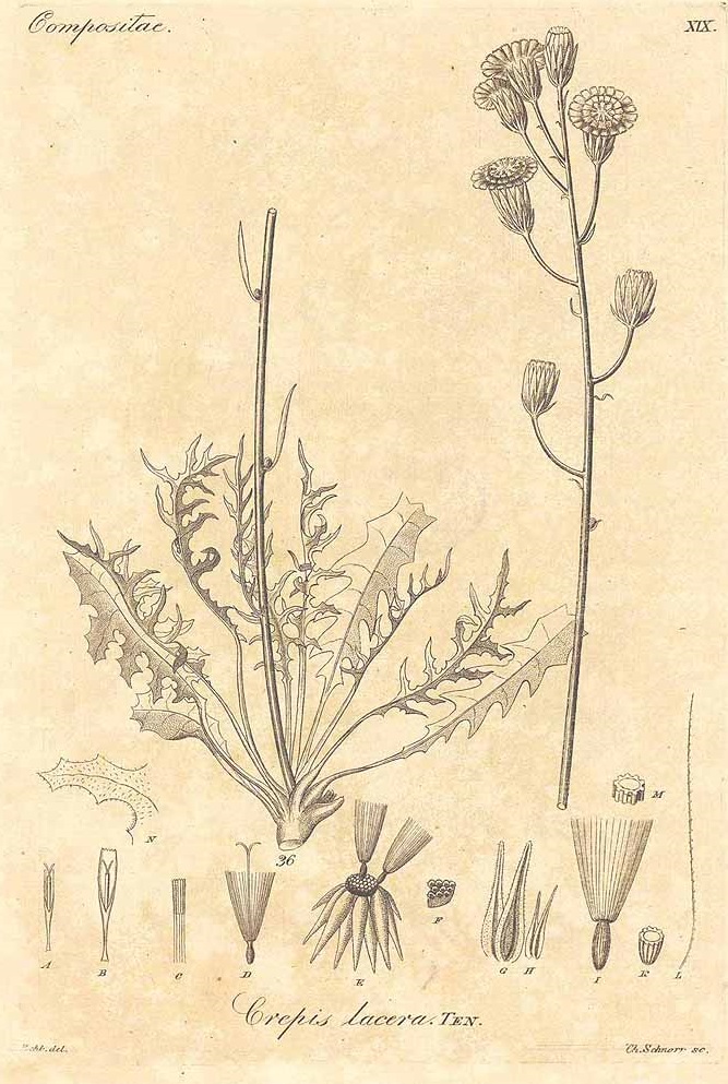 Illustration Crepis lacera, Par Reichenbach, H.G.L., Iconographia botanica seu plantae criticae (1823-1832) Iconogr. Bot. Pl. Crit. t. 19	f. 36 , via plantillustrations 