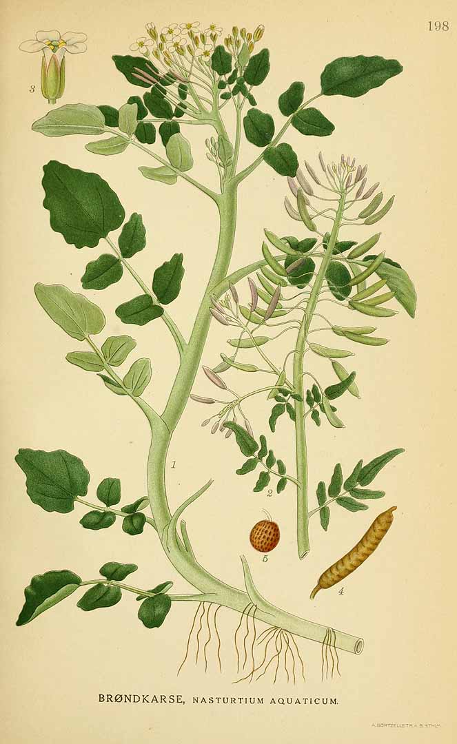 Illustration Nasturtium officinale, Par Lindman, C.A.M., Bilder ur Nordens Flora Bilder Nordens Fl. vol. 1 (1922), via plantillustrations 