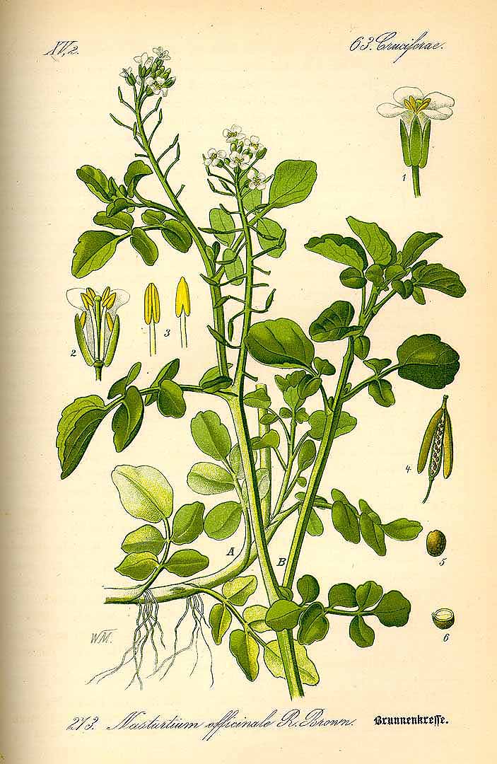 Illustration Nasturtium officinale, Par Thomé, O.W., Flora von Deutschland ?sterreich und der Schweiz (1886-1889) Fl. Deutschl. vol. 2 (1885), via plantillustrations 