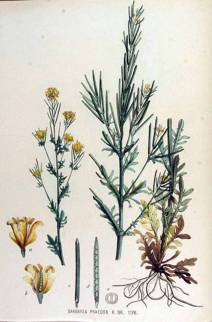 Illustration Barbarea verna, Par Kops, J., Flora Batava (1800-1934) Fl. Bat. vol. 15 (1877) t. 1176, via plantillustrations 