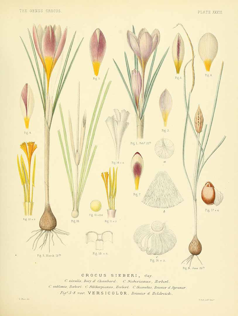 Illustration Crocus sieberi, Par Maw, G., monograph of the genus Crocus (1886) Monogr. Crocus (1886), via plantillustrations 