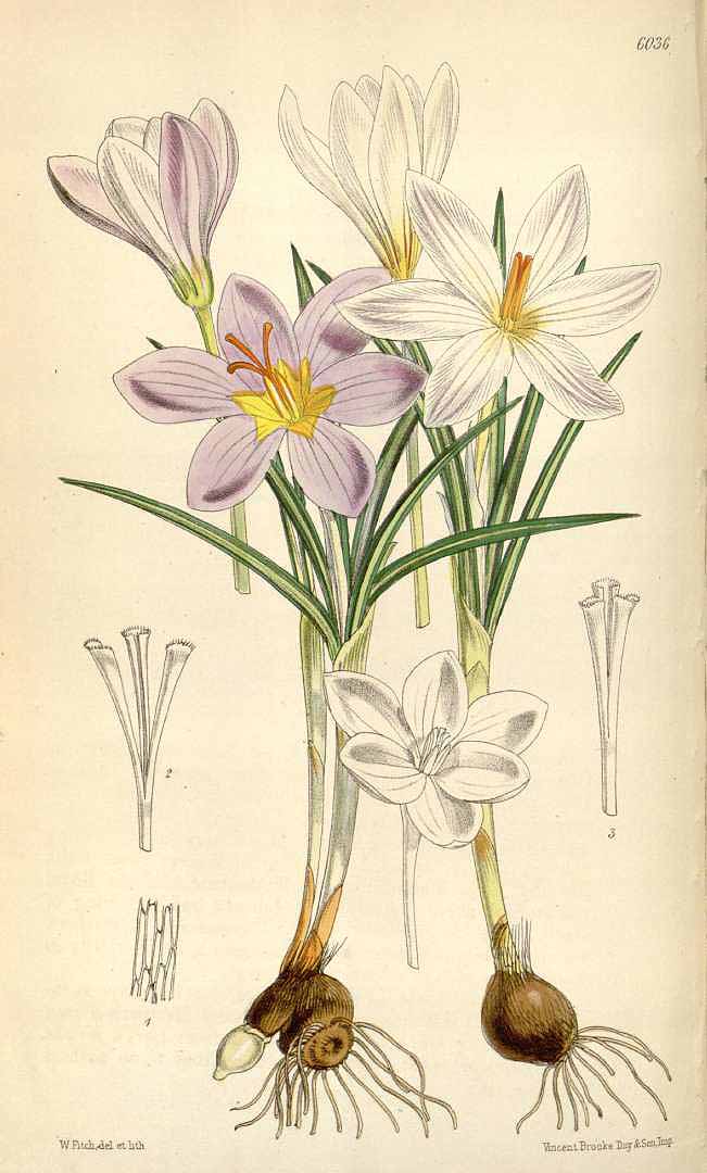 Illustration Crocus sieberi, Par Curtis, W., Botanical Magazine (1800-1948) Bot. Mag. vol. 99 (1873), via plantillustrations 