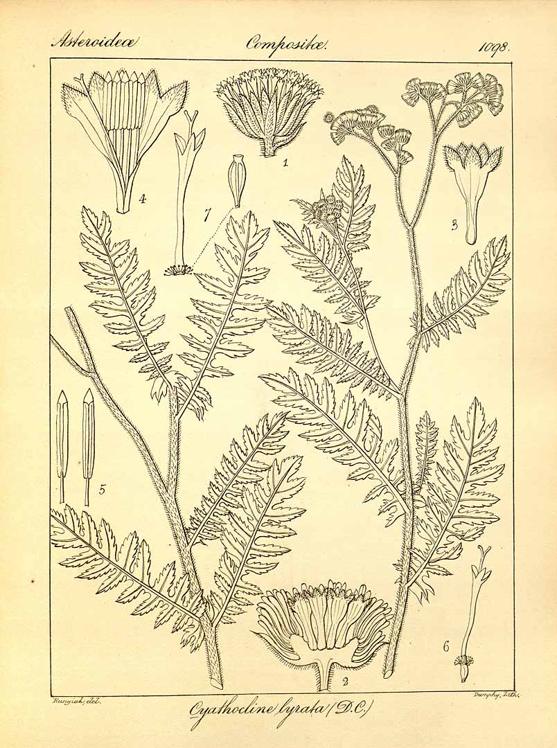 Illustration Cyathocline purpurea, Par Wig