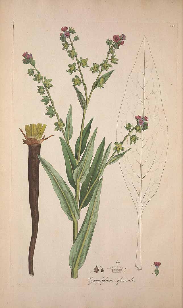 Illustration Cynoglossum officinale, Par Curtis W. (Flora Londinensis, vol. 4: t. 16[249], 1781-1784), via plantillustrations 