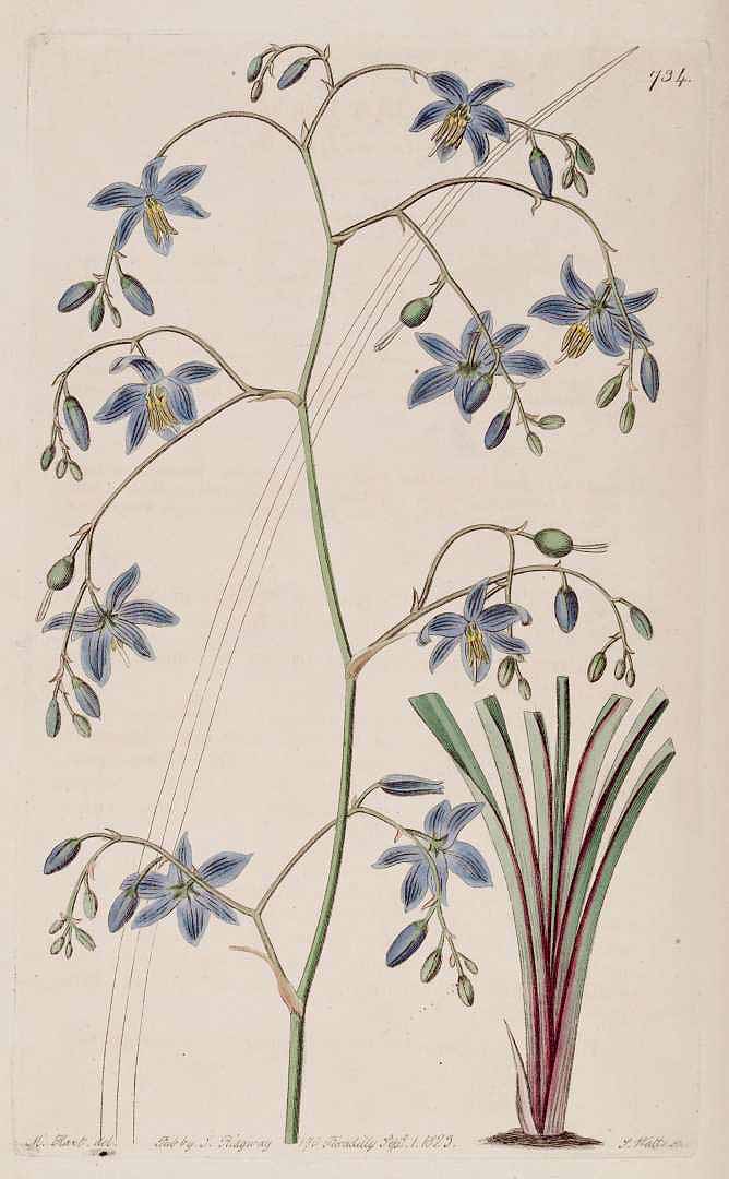 Illustration Dianella longifolia, Par Botanical Register (vol. 9: t. 734, 1823), via plantillustrations 