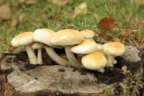 Zoom illustration 1201_Cyclocybe_aegerita_wikimedia_Agrocybe_aegerita.jpg
