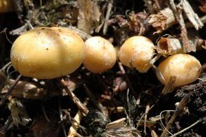 Zoom illustration 1211_Agrocybe_praecox_wikimedia_Agrocybe.praecox.-.lindsey.jpg