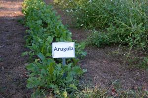 Zoom illustration 13555_Eruca_vesicaria_wikimedia_Small_farm_111017_005_(6256640411).jpg