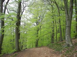 Zoom illustration 14259_Fagus_sylvatica_wikimedia_Fagus_sylvatica_006.jpg