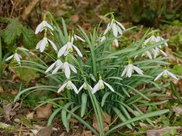 Zoom illustration 14922_Galanthus_nivalis_wikimedia_2015.03.08.-01-Mannheim_Vogelstang--Kleines_Schneegloeckchen.jpg