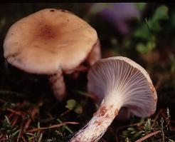 Zoom illustration 15078_Gomphidius_maculatus_wikimedia_739px-2008-11-16_Gomphidius_maculatus_(Scop.)_Fr_29283.jpg