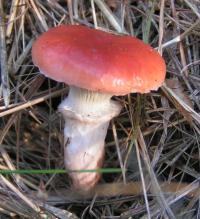 Zoom illustration 15081_Gomphidius_roseus_wikimedia_Gomphidius_roseus.jpg