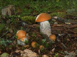 Zoom illustration 15082_Leccinum_quercinum_wikimedia_Leccinum_quercinum_2.jpg