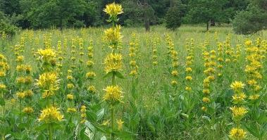 Zoom illustration 15291_Gentiana_lutea_wikimedia_Blühende_Enzian_Wiese.jpg