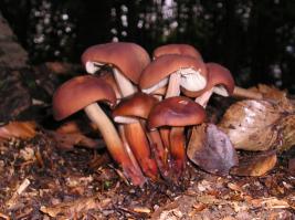 Zoom illustration 15463_Gymnopus_fusipes_wikimedia_1024px-Collybia_fusipes_031005w.jpg