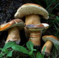 Zoom illustration 15514_Gyroporus_castaneus_wikimedia_Gyro.cast.jpg