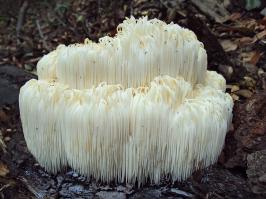 Zoom illustration 15903_Hericium_erinaceus_wikimedia_Hericium_erinaceus_64176_02.jpg
