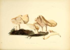 Zoom illustration 16361_Hydnum_repandum_plantillustrations_301559.jpg