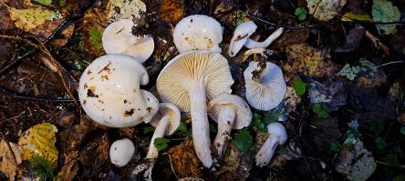 Zoom illustration 16464_Hygrophorus_hedrychii_wikimedia_Haisev_limanutt1.jpg