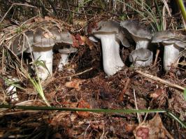 Zoom illustration 16471_Hygrophorus_marzuolus_wikimedia_1024px-Marzschnecklinge.jpg