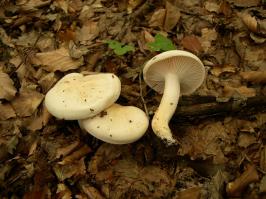 Zoom illustration 16478_Hygrophorus_penarius_wikimedia_1024px-Hygrophorus_penarius.JPG