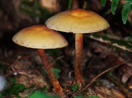 Zoom illustration 16581_Hypholoma_capnoides_wikimedia_Neamatoloma_capnoides_in_situ.jpg