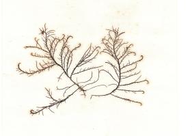 Zoom illustration 16593_Hypnea_musciformis_wikimedia_Hypnea_musciformis_(herbarium_item).jpg