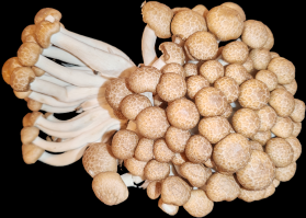 Zoom illustration 16653_Hypsizygus_marmoreus_PLM_shimeji_brun.png
