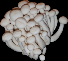 Zoom illustration 16654_Hypsizygus_tessulatus_PLM_shimeji_blanc.png