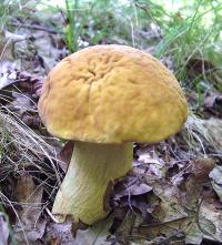 Zoom illustration 18144_Leccinellum_crocipodium_wikimedia_Leccinum_crocipodium_cropped.jpg