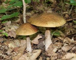 Zoom illustration 18146_Leccinum_carpini_wikimedia_Leccinum_pseudoscabrum_2020_G1.jpg
