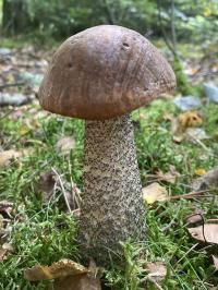 Zoom illustration 18164_Leccinum_scabrum_wikimedia_Leccinum_cf_scabrum_cropped.jpg