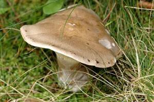 Zoom illustration 18420_Lepista_panaeolus_wikimedia_Lepista.panaeolus.-.lindsey.jpg