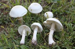 Zoom illustration 18518_Leucoagaricus_leucothites_wikimedia_1024px-2011-09-27_Leucoagaricus_leucothites_(Vittad.)_M.M._Moser_ex_Bon_170909.jpg