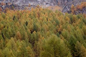Zoom illustration 18578_Larix_decidua_wikimedia_Autunno.jpg