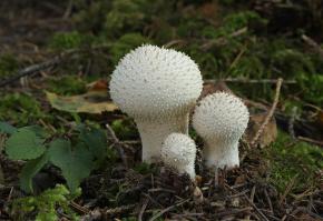 Zoom illustration 19213_Lycoperdon_perlatum_wikimedia_Lycoperdon-perlatum-flaschenstaeubling.jpg