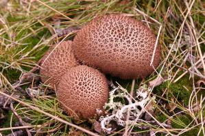 Zoom illustration 19220_Lycoperdon_umbrinum_wikimedia_Lycoperdon_umbrinum.JPG