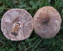 Zoom illustration 19359_Macrolepiota_konradii_wikimedia_Macrolepiota_konradii_P20.2.JPG
